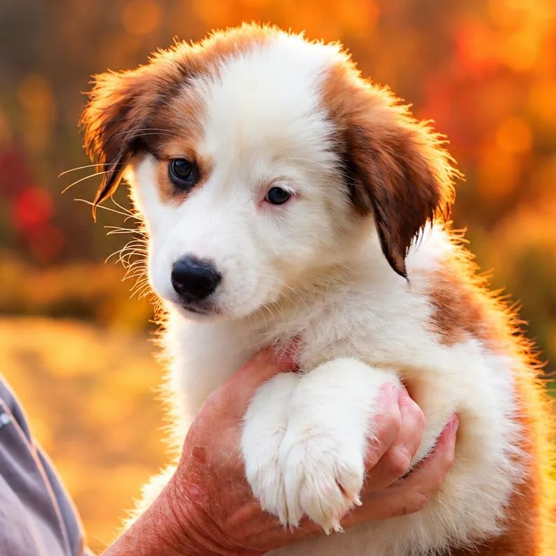 A baby small-sized female White / Cream Australian Shepherd dog named CT Moon avail Oct for adoption in Stormville, NY