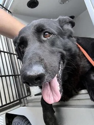 An adult large-sized male German Shepherd Dog dog named Smokey for adoption in Gastonia, NC