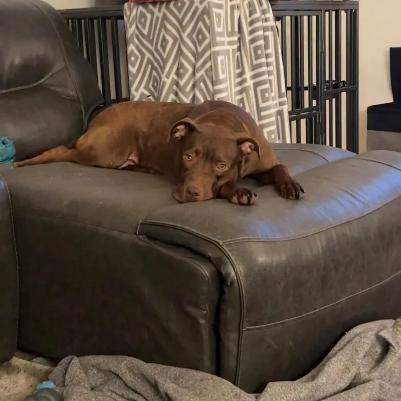 An adult medium-sized female Tricolor (Brown, Black, & White) Pit Bull Terrier dog named Anastasia for adoption in TULSA, OK