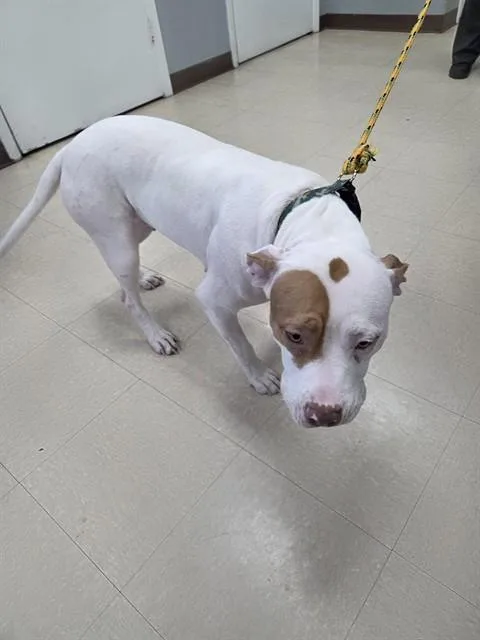 A young large-sized female Pit Bull Terrier dog named Winona for adoption in Killeen, TX