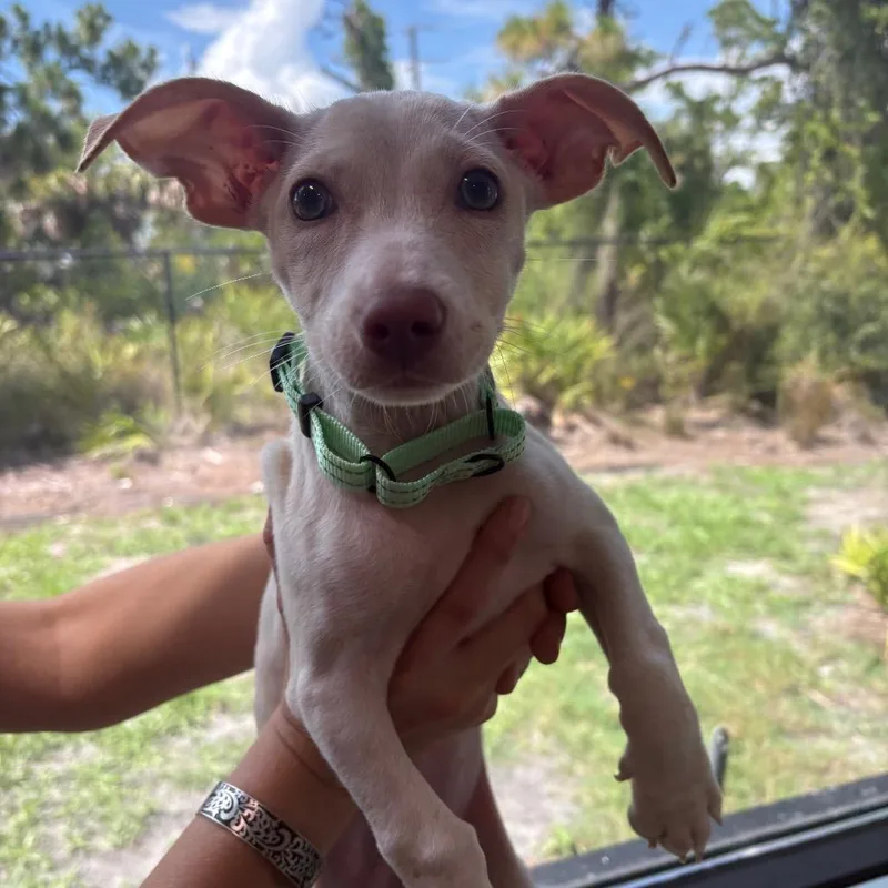 A baby small-sized female White / Cream Chihuahua dog named Opal for adoption in Englewood, FL