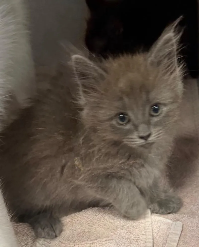 A baby small-sized male Domestic Short Hair cat named CC Steel for adoption in Greencastle, IN