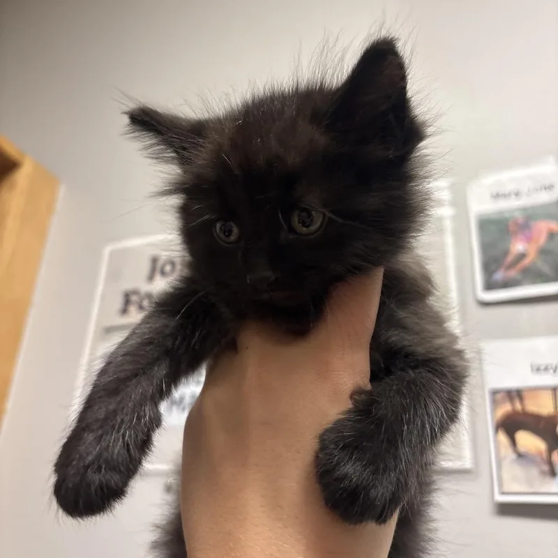 A baby small-sized male Domestic Medium Hair cat named Binx for adoption in Chattanooga, TN