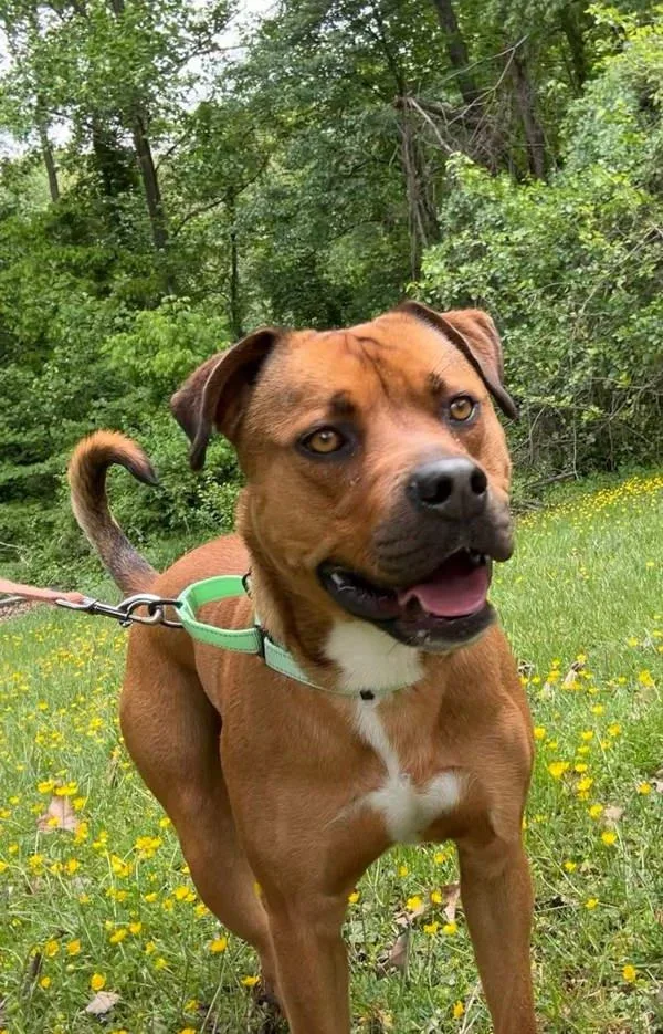An adult large-sized male Mountain Cur dog named Hyde for adoption in Millersville, MD