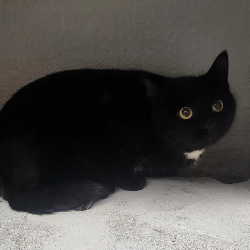 A young medium-sized female Black Domestic Short Hair cat named Vine for adoption in Edwardsville, IL
