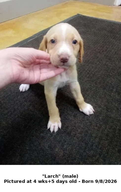 A baby large-sized male Hound dog named Larch for adoption in Austin, MN