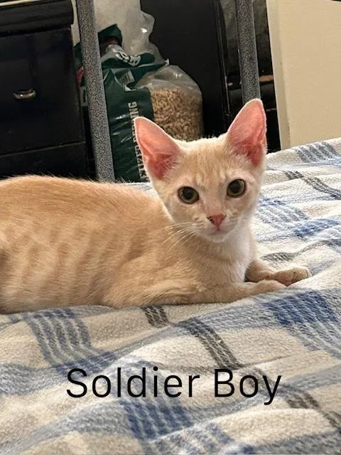 Soldier Boy thumbnail 4