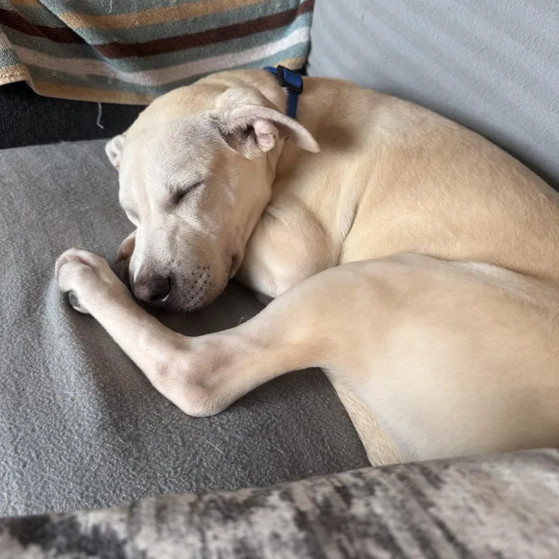 A baby large-sized male Yellow / Tan / Blond / Fawn Yellow Labrador Retriever dog named Blaze for adoption in Port Richey, FL