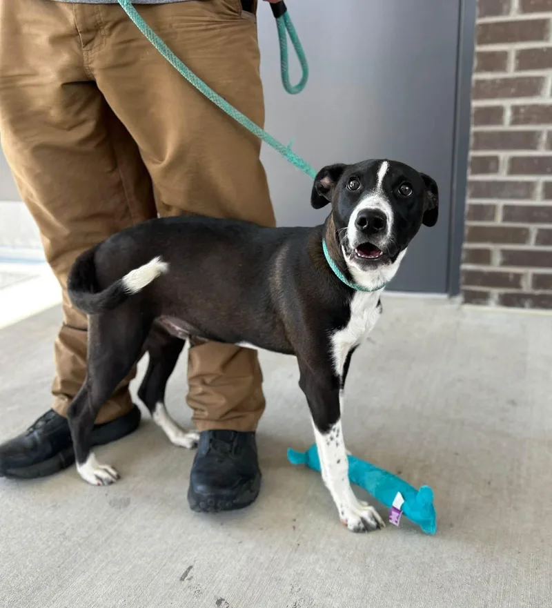A young large-sized male Black Labrador Retriever dog named Henderson for adoption in Manchester, TN