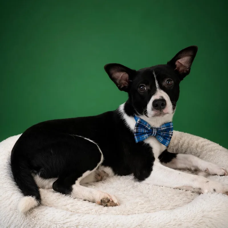A young medium-sized male Black Mixed Breed dog named Roo for adoption in Binghamton, NY
