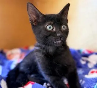 A baby medium-sized female Black Domestic Short Hair cat named Sidney for adoption in San Clemente, CA