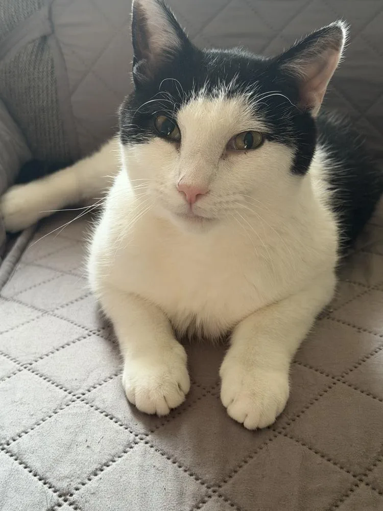 An adult medium-sized male Black & White / Tuxedo Domestic Short Hair cat named Oregano for adoption in West Mifflin, PA