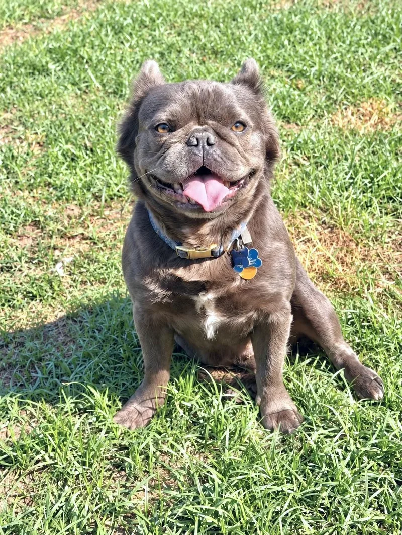 An adult small-sized male French Bulldog dog named Kevin for adoption in Douglas, GA