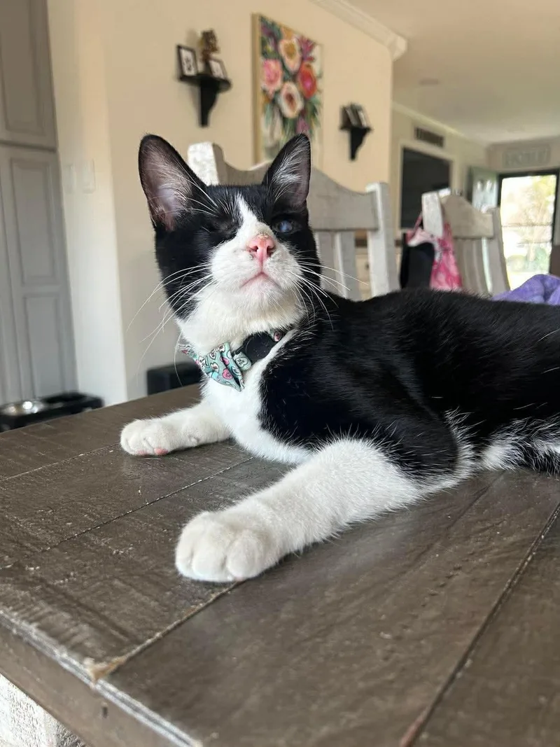 A young medium-sized male Black & White / Tuxedo Domestic Short Hair cat named Derby for adoption in Holbrook, NY