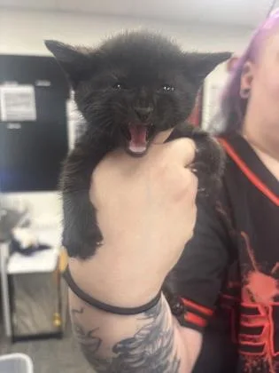 Petagrey
