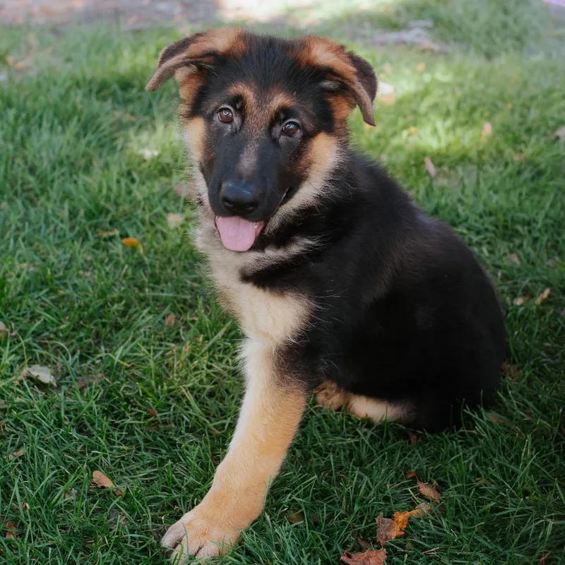 A baby small-sized male Black German Shepherd Dog named Griddle for adoption in Northbrook, IL