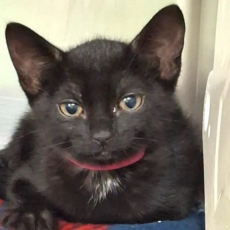 A baby small-sized female Black Domestic Short Hair cat named Black Cobra for adoption in Lakeland, FL