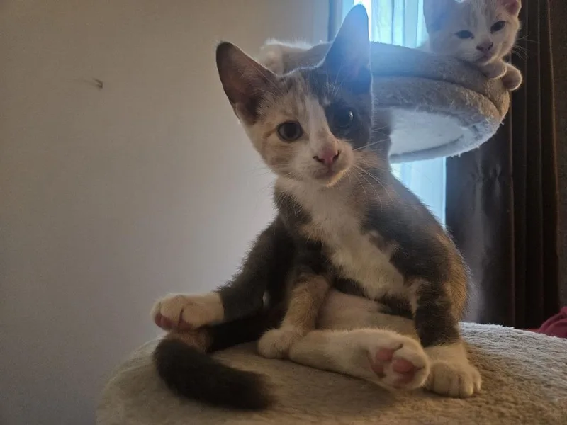 A baby small-sized female Gray & White Domestic Short Hair cat named Ayla for adoption in Chicago, IL
