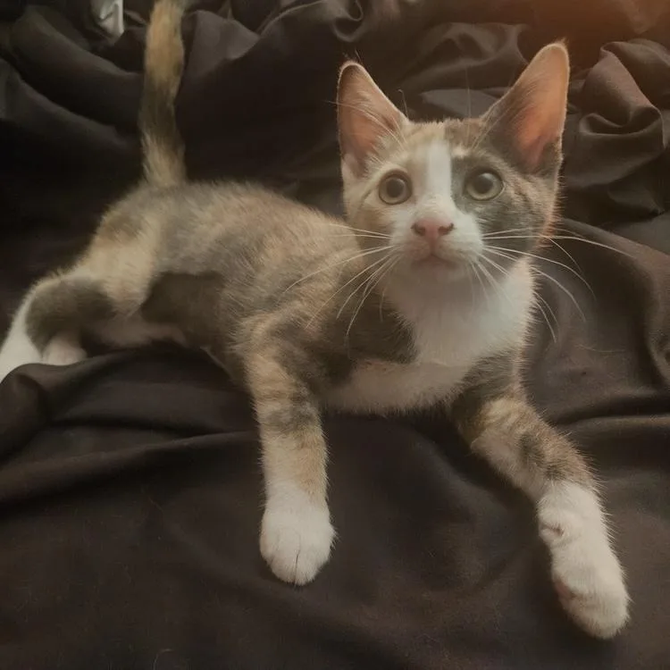 Ayla thumbnail 5