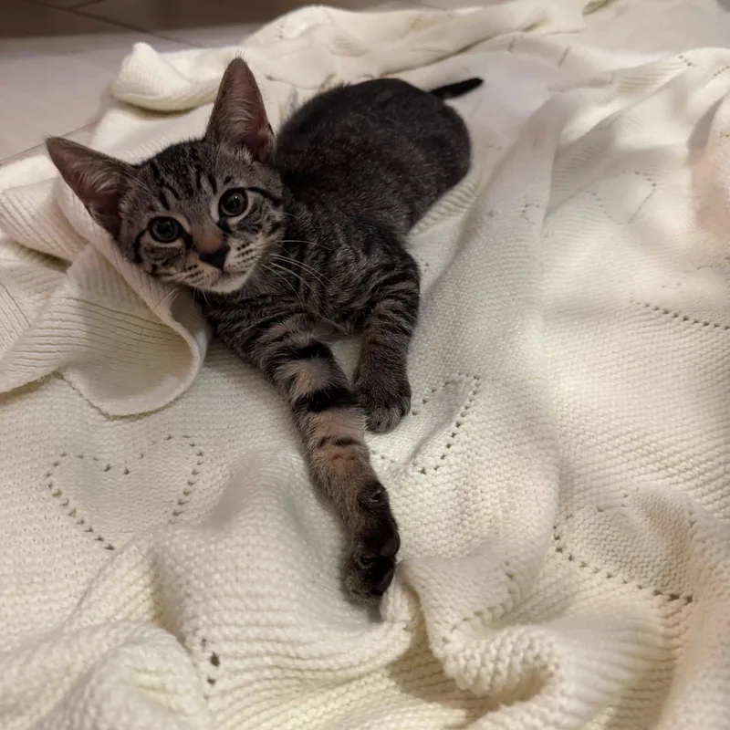 A baby medium-sized male Tabby (Brown / Chocolate) Domestic Short Hair cat named Indigo for adoption in Sunrise, FL