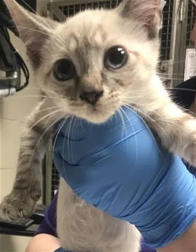A baby small-sized male Domestic Short Hair cat named A for adoption in Conroe, TX