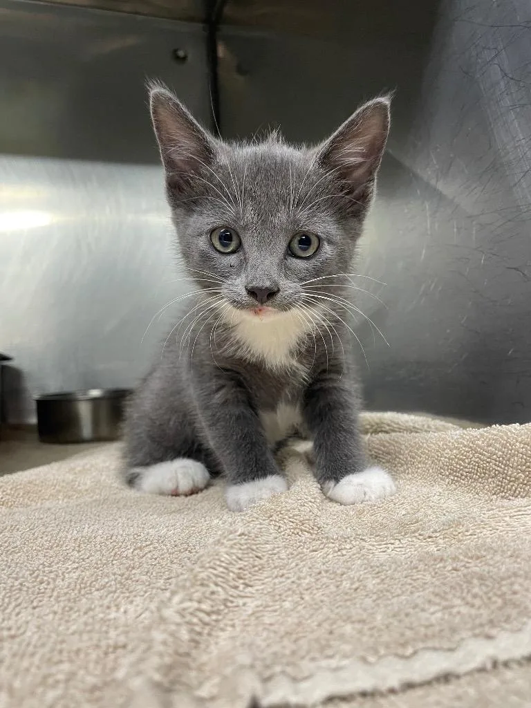 A baby medium-sized female Domestic Medium Hair cat named Marcy for adoption in Murray, KY