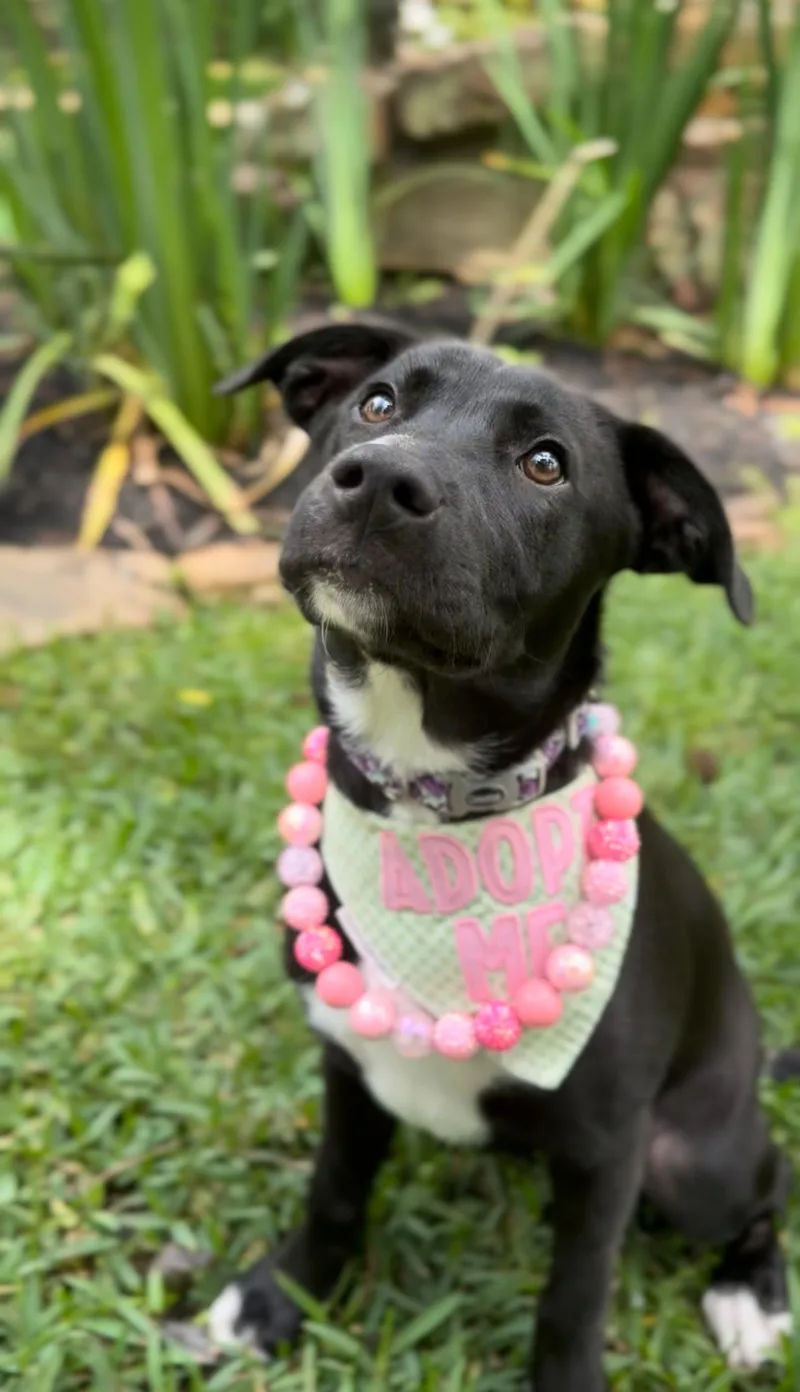A young medium-sized female Black Black Labrador Retriever dog named Millie for adoption in Humble, TX