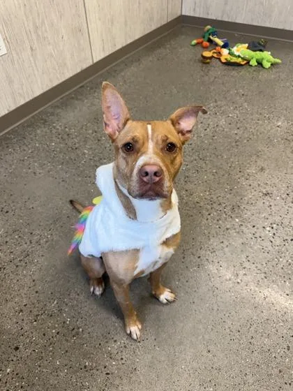 An adult medium-sized female Mixed Breed dog named Princessa for adoption in Lafayette, IN