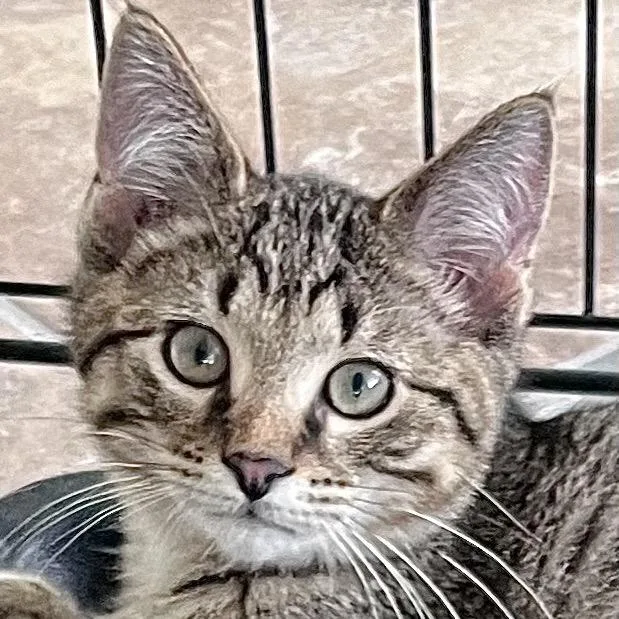 A baby small-sized male Gray / Blue / Silver Domestic Short Hair cat named George for adoption in Traverse City, MI