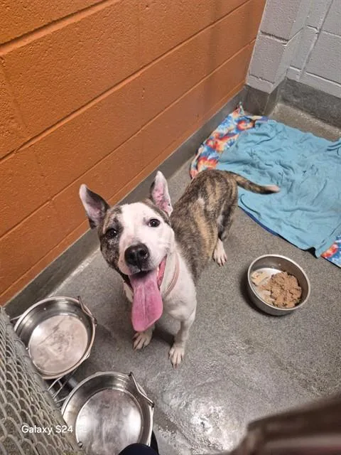 A young medium-sized female Whippet dog named Tristian for adoption in Huntsville, AL