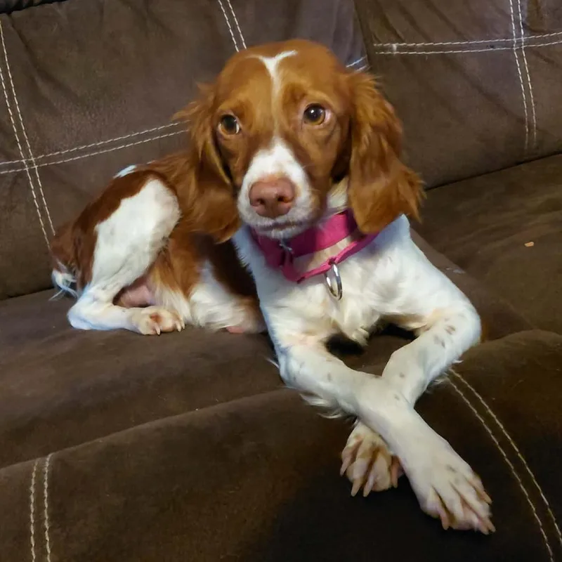 An adult small-sized female Brittany Spaniel dog named Layla for adoption in Rogersville, MO