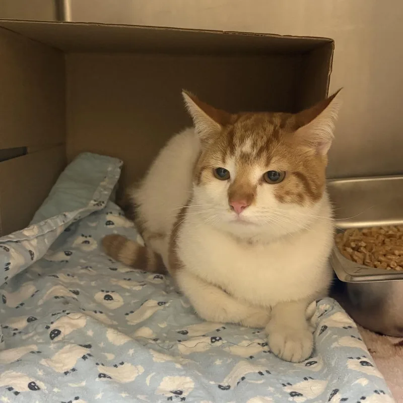 A young medium-sized male Orange / Red Domestic Short Hair cat named Elvis for adoption in Windsor, VA