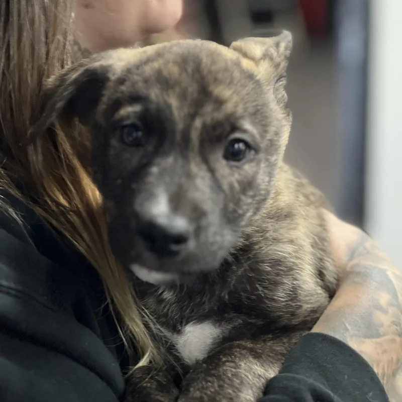 Jigsaw~ Curious And Cuddly thumbnail 2