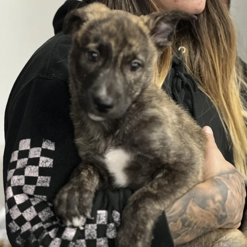 Jigsaw~ Curious And Cuddly thumbnail 3