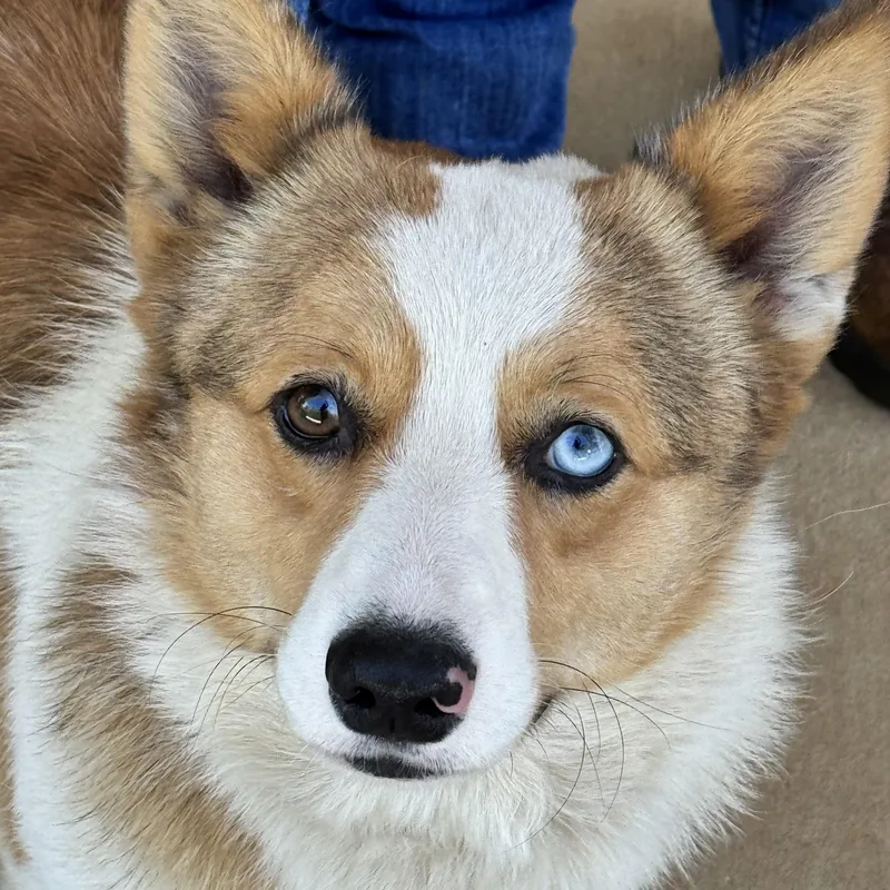 An adult medium-sized male Red / Chestnut / Orange Pembroke Welsh Corgi dog named Wesley for adoption in Meherrin, VA