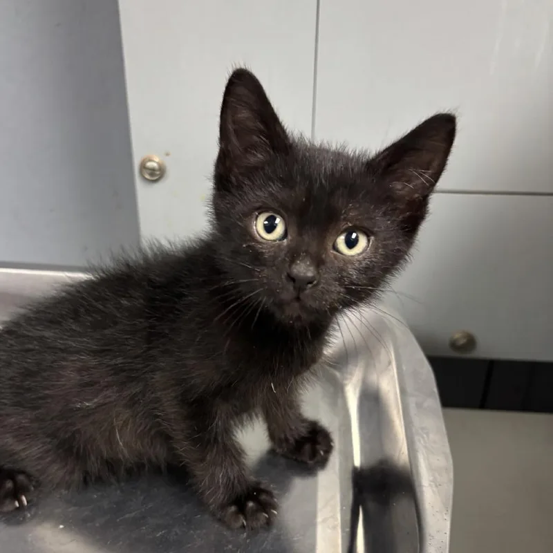 A baby small-sized male Black Domestic Short Hair cat named Suge Knight for adoption in St Joseph, MO