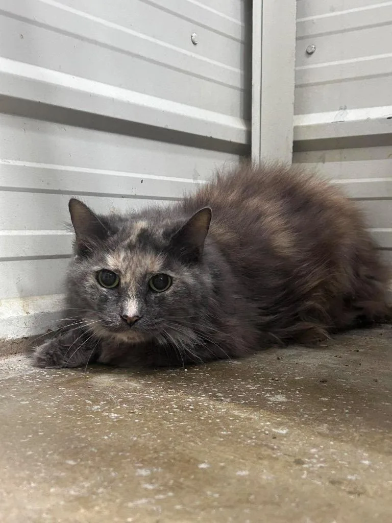 Floofy