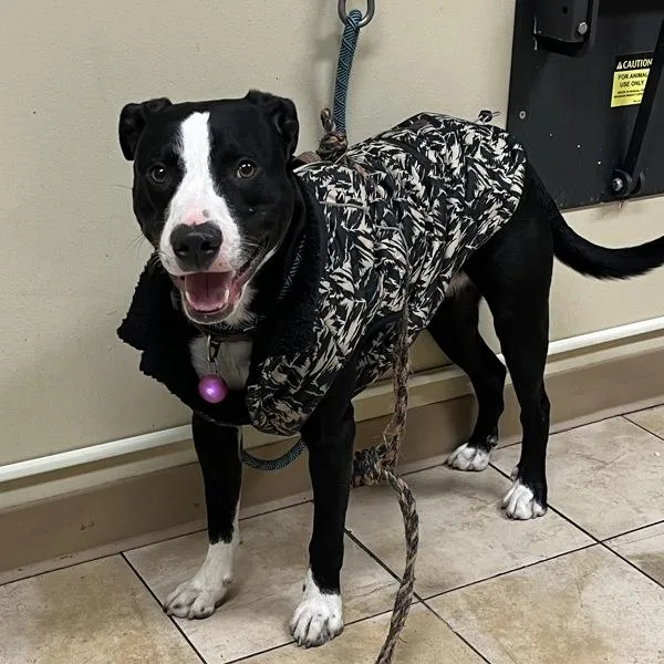 A young large-sized male Pit Bull Terrier dog named Buzz for adoption in Troutdale, OR