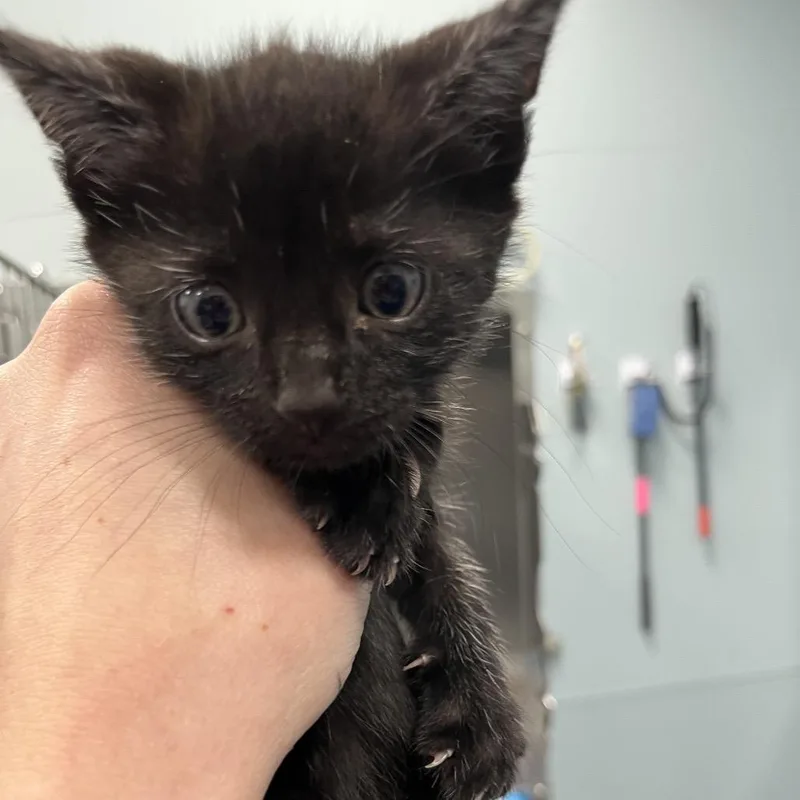 A baby small-sized male Black Domestic Short Hair cat named Potato Roll for adoption in Greensboro, NC