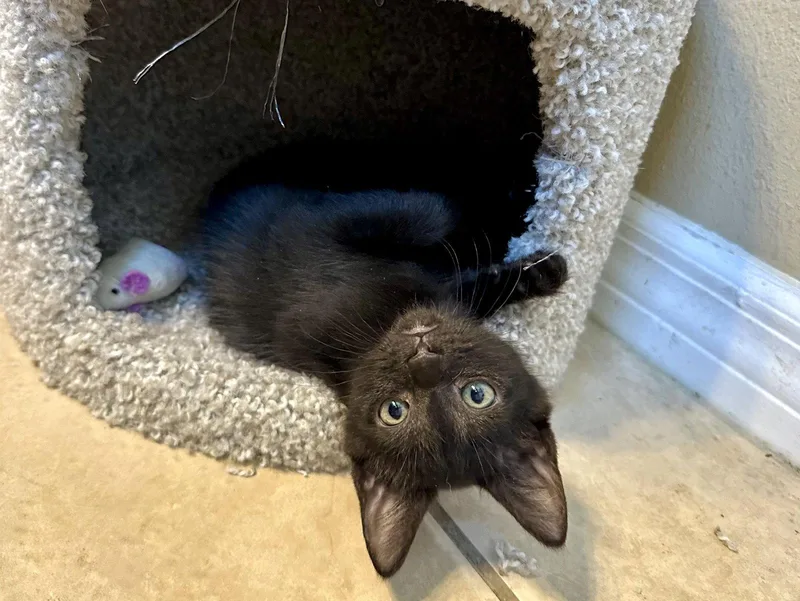 A baby small-sized female Black Domestic Short Hair cat named Sprinkles for adoption in Longwood, FL