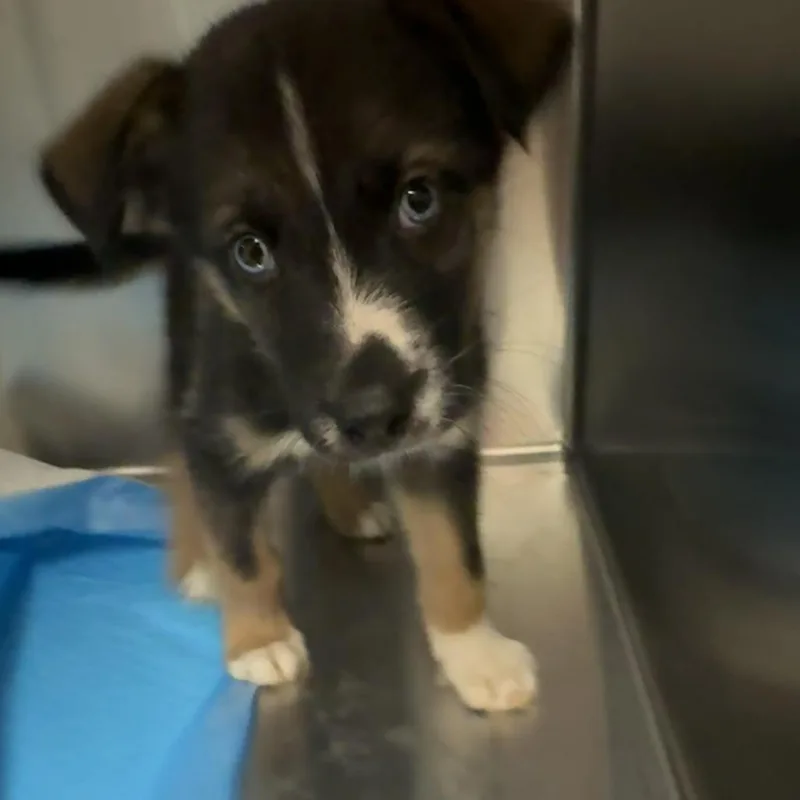 A baby small-sized male Black Mixed Breed dog named Walker for adoption in Columbus, GA