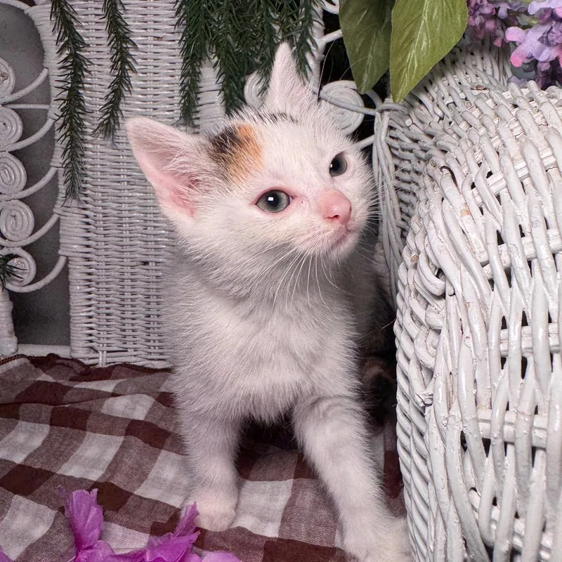 A baby small-sized female White Domestic Short Hair cat named Passion Din for adoption in Eaton Rapids, MI