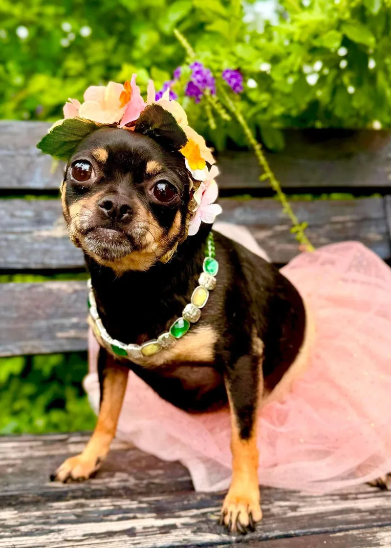 An adult small-sized female Brown / Chocolate Chihuahua dog named Chanel for adoption in Gregory, TX