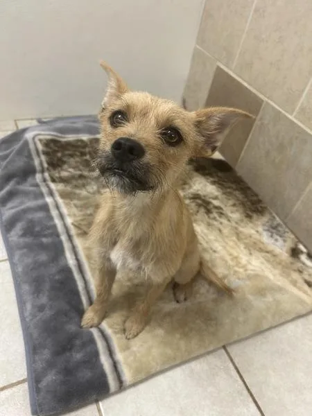 A young small-sized female Border Terrier dog named Maxine for adoption in Osage Beach, MO