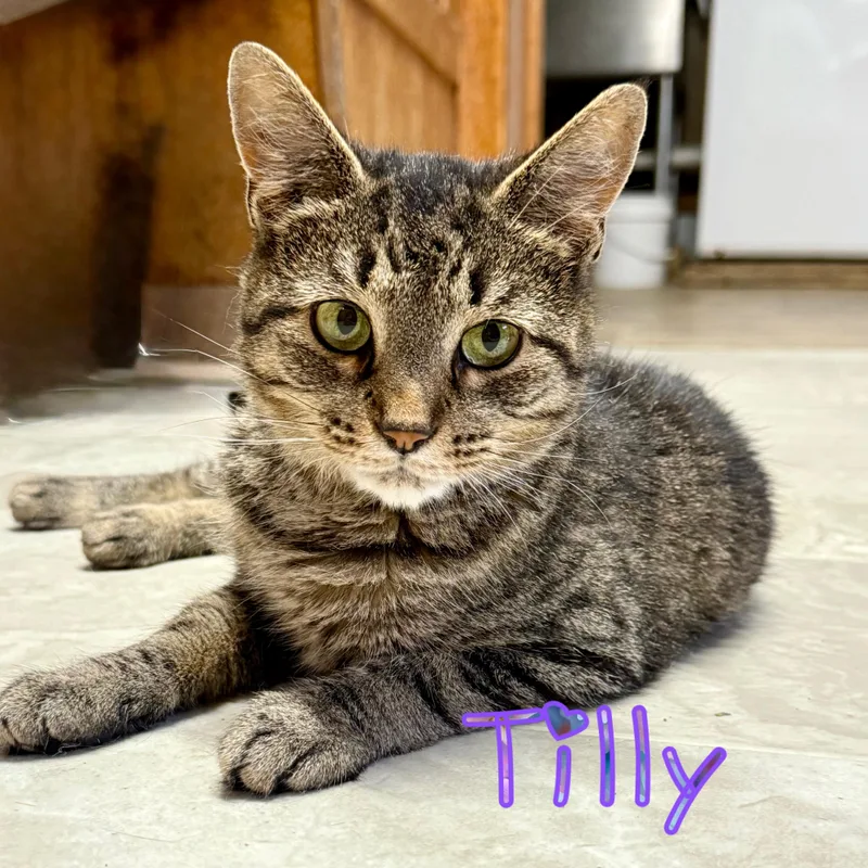 Tilly