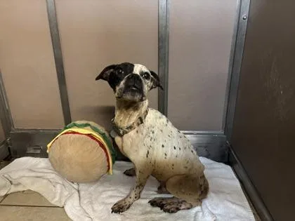 A senior medium-sized male Boxer dog named Steve for adoption in Honolulu, HI
