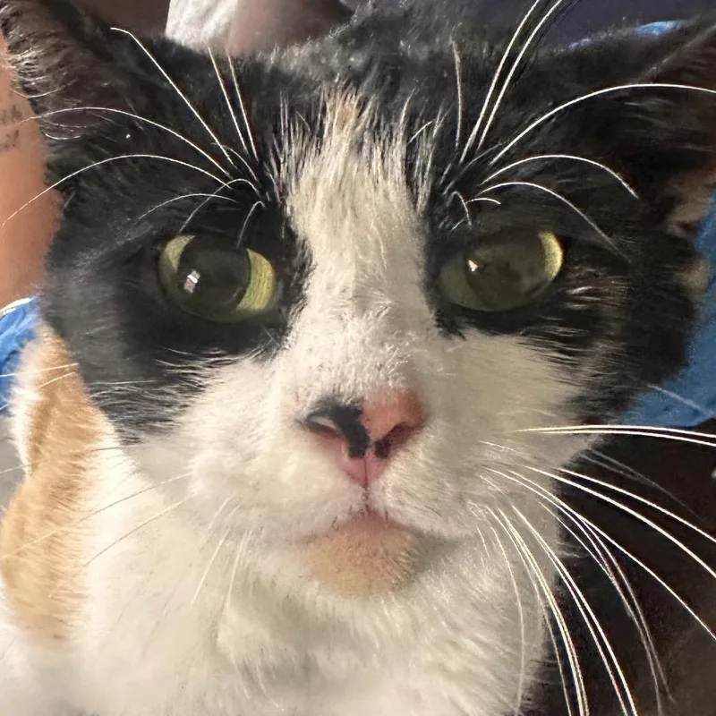 A young medium-sized female White Domestic Short Hair cat named Tootsie for adoption in Allentown, PA