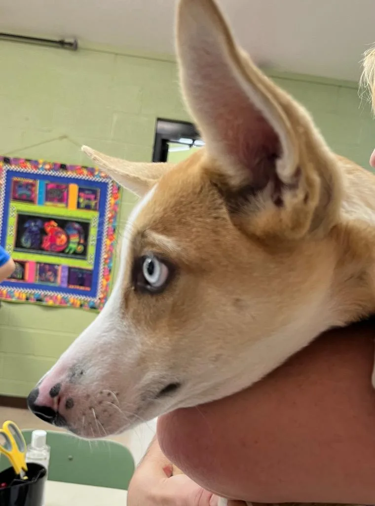A baby medium-sized male Husky dog named Hutton for adoption in Burnsville, NC
