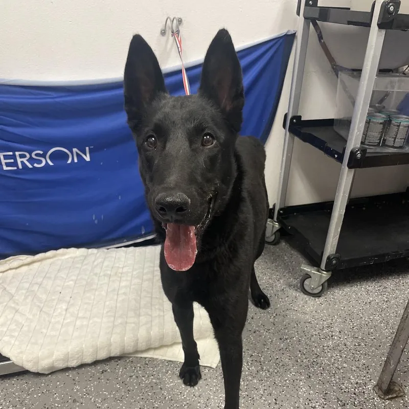 An adult medium-sized male Black Belgian Shepherd / Malinois dog named Haccstray for adoption in Henderson, NV