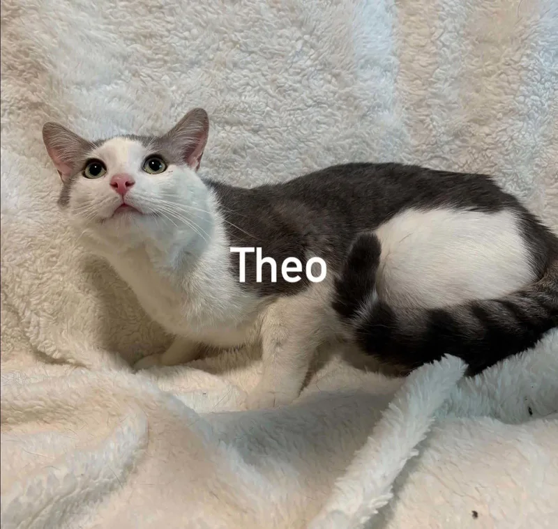 An adult medium-sized male Gray & White Domestic Short Hair cat named Theo for adoption in Morehead, KY